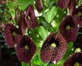 calico flower